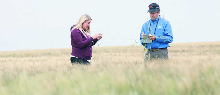 Courtney Boryski, a durum trader with Gavilon in Omaha, Nebraska, and Justin Daniels, with CWB, count heads in a southern Alberta durum crop. |  Mary MacArthur photo