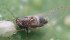 Monitoring network fails to detect presence of potato psyllids, which carry a pathogen that causes black strips in potatoes. | Dan Johnson photo