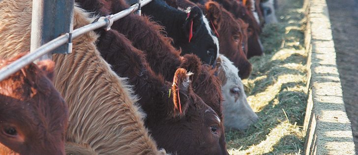Operators at Lethbridge’s feedlot alley will likely start to import cheaper corn and dried distillers grain from the United States to limit their costs from rising Canadian feed barley prices.  |  File photo
