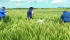 Participants in CWB’s recent crop tour, such as these in a wheat field in southwestern Manitoba, heard that demand is stagnating for agricultural commodities. | Ed White photo