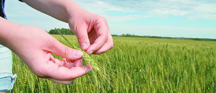 Readily available market information helps farmers make informed marketing decisions.  |  Robert Arnason photo