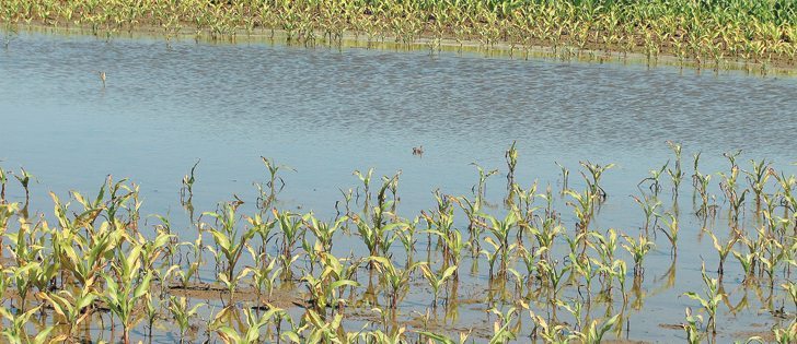 Eastern Indiana was hit with a deluge of rain during the week of June 22, as this flooded cornfield shows. It is not clear whether the excess rain will reduce overall U.S. corn production.  |  Darrin Pack/Purdue University photo 