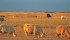 Ranch and feedlot representatives tell breeders what types of cattle they look for on their operations. | File photo