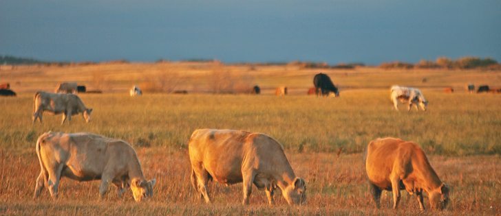 Ranch and feedlot representatives tell breeders what types of cattle they look for on their operations. | File photo