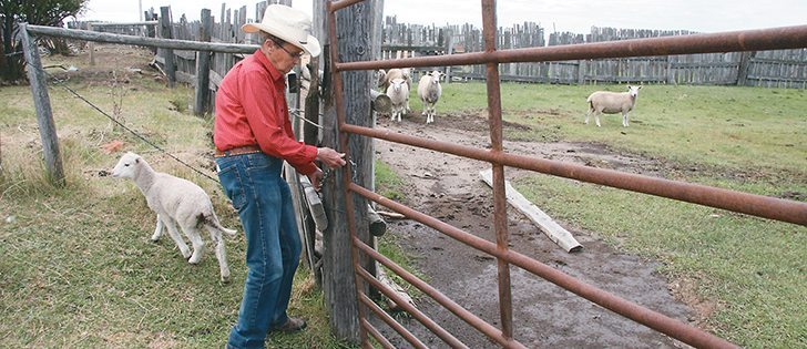 Rita Wells of Carmichel, Sask., worked in community pastures and served as a riding and roping club and 4-H club leader. At 81, she keeps busy on her sheep farm. | Karen Morrison photo