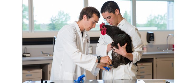 A rooster who lost his feet to frostbite wears prosthetic legs designed 
by engineering student Doug Kondro, left. Kondro worked with Daniel Pang, right, a professor in the Faculty of Veterinary Medicine, on the project.  | University of Calgary photo