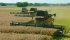 Trials comparing systems for straight combining canola show the varifeed header has potential to reduce shatter losses, but further study is needed. | Biso photo