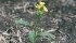 Wild mustard will attempt to produce seed even in drought conditions. | Michael Raine photo