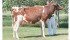 Westcoast Ladd Aspen will be a “big-time show cow,” say Alberta owners. | Barbara Duckworth photo