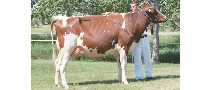 Westcoast Ladd Aspen will be a “big-time show cow,” say Alberta owners.  |  Barbara Duckworth photo