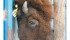 A well-designed handling system allows bison to be moved gently but quickly forward, giving them relief from pressure before they are treated in the chute and head gate. | File photo