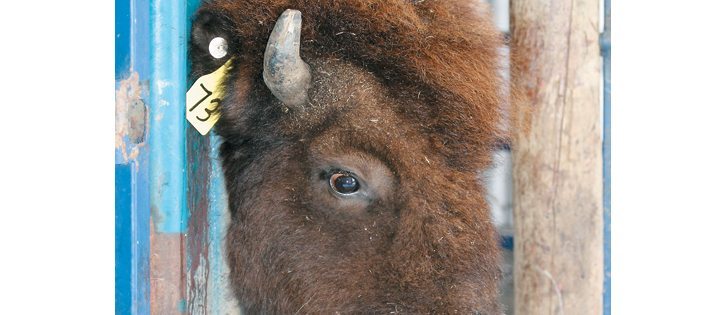 A well-designed handling system allows bison to be moved gently but quickly forward, giving them relief from pressure before they are treated in the chute and head gate.  |  File photo