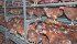 Nutrition expert says producers need to focus on better livestock management to make them stronger and healthier to avoid the need for antibiotics. | File photo