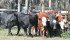 Trials revealed lighter weight heifers do not display impaired reproductive performance. | File photo