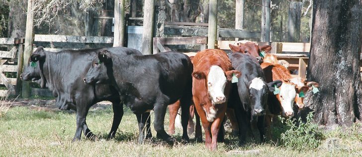 Trials revealed lighter weight heifers do not display impaired reproductive performance.  |  File photo