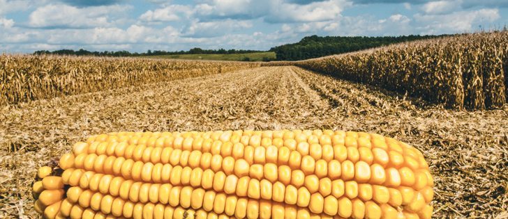 A deal with Pride Seeds will give Canterra’s retail network access to hybrid corn varieties   |  USDA photo