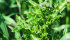 Canada thistle can grow to 1.5 metres. Its seeds can remain dormant for up to 20 years. | File photo