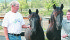 Jim and Yvonne Hillsden raise Canadian horses, a national symbol that is diminishing in numbers. These two foals have been sold off their Cherry Creek Canadians farm in British | Barbara Duckworth photo
