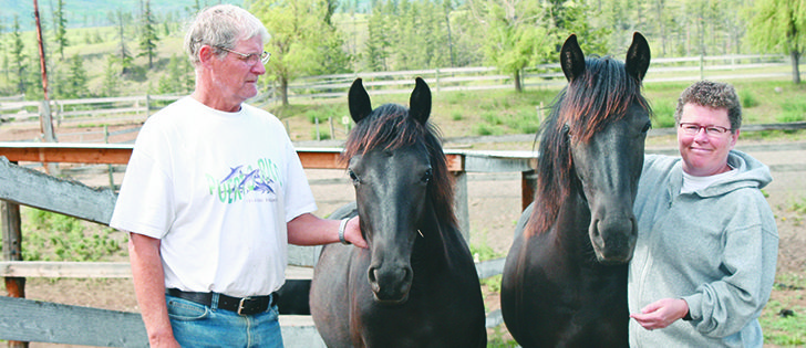 Jim and Yvonne Hillsden raise Canadian horses, a national symbol that is diminishing in numbers. These two foals have been sold off their Cherry Creek Canadians farm in British |  Barbara Duckworth photo