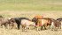 Alta. declares drought disaster areas
