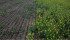 Agronomist posts tweet showing neonic effectiveness; then the fun really began