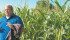 Alberta Agriculture crop pathologist Michael Harding describes the risks that corn presents in the spread of fusarium to cereal crops. He spoke at the Farming Smarter disease crop walk on July 30 near Lethbridge. | Barb Glen photo