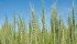 The reclassification is intended to narrow the range of gluten strength parameters within the CWRS class, establishing Carberry as the lower threshold for gluten strength and Glenn the upper threshold. | File photo