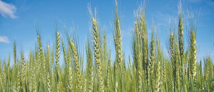 The reclassification is intended to narrow the range of gluten strength parameters within the CWRS class, establishing Carberry as the lower threshold for gluten strength and Glenn the upper threshold.  |  File photo