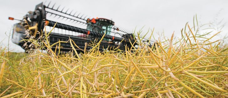 A swather was interrupted by rain in this canola field west of Vulcan, Alta., Aug. 15. Southern Alberta farmers had to delay the harvest because of rain that would have been preferred earlier this summer.  |  Mike Sturk photo