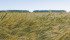 Statistics Canada forecasts 24.6 million tonnes of wheat, a drop of 16 percent from last year. | File photo