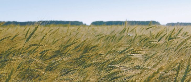 Statistics Canada forecasts 24.6 million tonnes of wheat, a drop of 16 percent from last year.  |  File photo