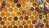 Bees must be better protected from neonicotinoid use, says the author. | File photo