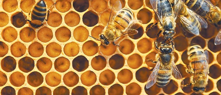 Bees must be better protected from neonicotinoid use, says the author.  |  File photo