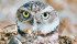 Loss of habitat is a major contributor to the decline in burrowing owl numbers. | File photo