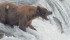 Brown bears have the right of way in Katmai National Park. Animals congregate at the falls where their hungry cubs and tourists watch as sockeye salmon leap into waiting jaws of adult bears. | Arlene and Robin Karpan photo