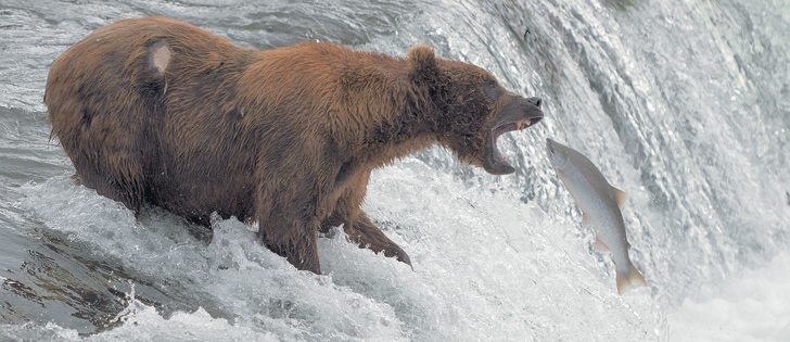 Brown bears have the right of way in Katmai National Park. Animals congregate at the falls where their hungry cubs and tourists watch as sockeye salmon leap into waiting jaws of adult bears.  |  Arlene and Robin Karpan photo