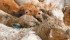Protecting animal health without antibiotics may be possible by manipulating the immune system’s
off/on switch in the animal. | File photo