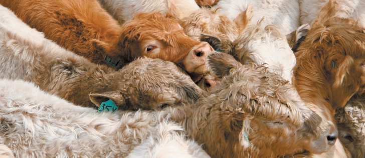 Protecting animal health without antibiotics may be possible by manipulating the immune system’s
off/on switch in the animal.  |  File photo