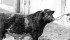 This shorthorn bull, owned by Alex McDougall of Champion, Alta., was the reserve grand champion at the Calgary Spring Show in 1941. | File photo
