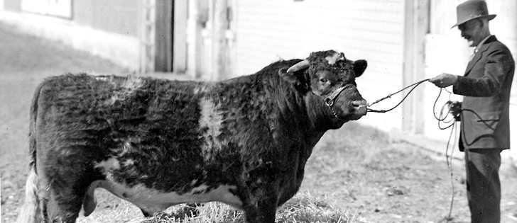 This shorthorn bull, owned by Alex McDougall of Champion, Alta., was the reserve grand champion at the Calgary Spring Show in 1941.  |  File photo