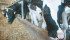 Dairy producers and processors are dealing with new consumer trends, which is changing the types of products placed on store shelves. | File photo