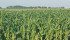 Paul Schickler, below, president of DuPont Pioneer, said the company has been expanding its seed breeding, testing and marketing capacity in Western Canada to allow crops such as corn and soybeans to compete for acreage on the Prairies. | Michael Raine photo