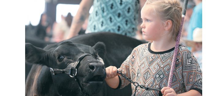  Isabelle Wray of Bashaw, Alta., keeps her eye on the judge during 
a peewee class at the Canadian National Junior All Breeds show in Bashaw. | Mary MacArthur photo