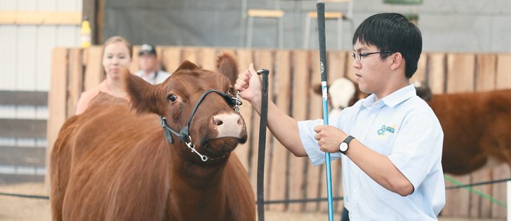 Takuya Tsujino of Tokshima, Japan, leads a heifer around the ring in the junior showmanship class.  |  Mary MacArthur photo