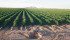 Drought conditions in the southwestern U.S. have severely limited the amount of water per acre allocated to agriculture. As a result, fields that were once watered with flood irrigation in the furrows are now irrigated solely with subsurface drip irrigation. | Toro photo