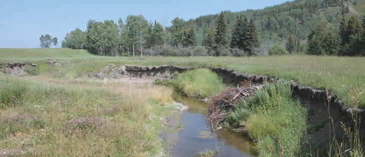 Brown Creek has extensive erosion from livestock grazing. The area has been fenced and will be restored as part of the Red Deer River Ranch’s riparian restoration project. | Mary MacArthur photo