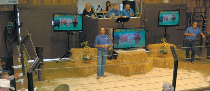 Cattle sales showing the animals on offer via video are becoming more common. Early sale results show healthy cattle prices that continue to surprise. Here, prospective buyers at Balog Auction in Lethbridge consider their options Aug. 14.  |  Barb Glen photo