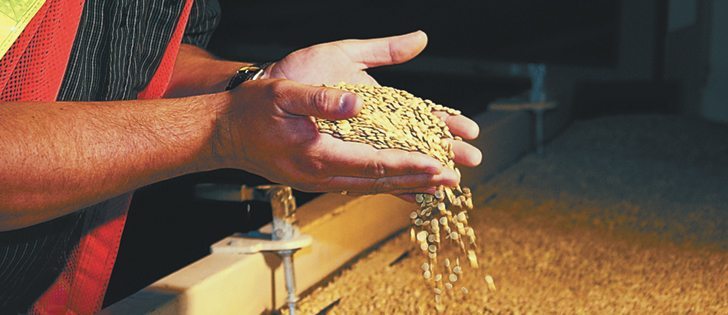 Lentils are checked before bagging at AGT Foods. AGT and Legumex Walker reported lower sales this quarter, but higher margins offset the lower volume.  |  File photo