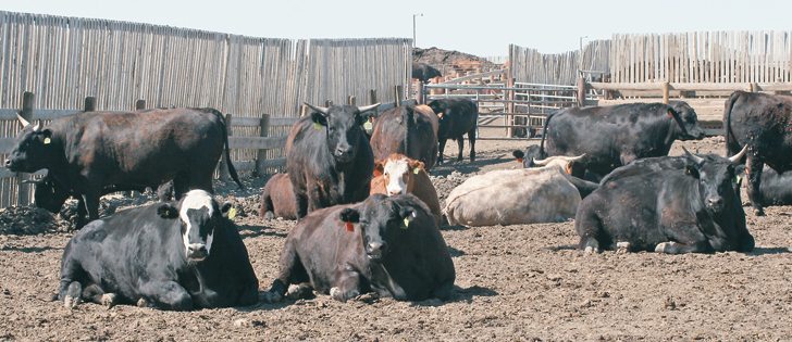 Brant Lake Cattle’s latest success is a deal with Federated Co-ops to sell Wagyu burgers through more than 220 Co-op stores. | Barbara Duckworth photo