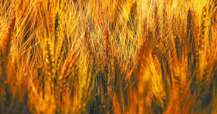 Producers need to choose their harvest aids carefully based on registrations and end users requirements. |  Michael Raine photo